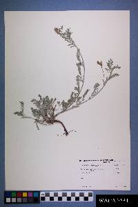 Astragalus humistratus image